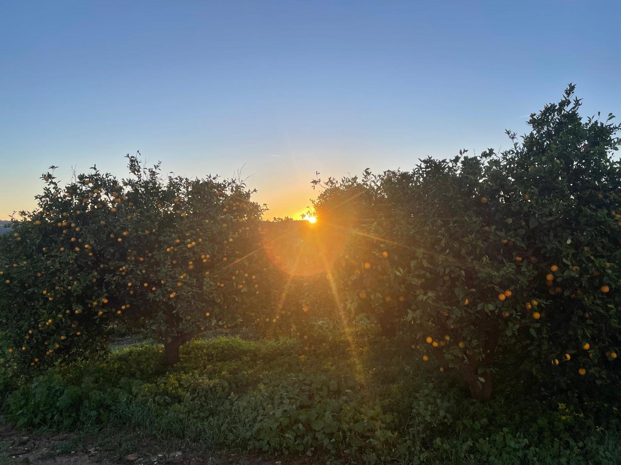 Orange Grove Casa de Férias