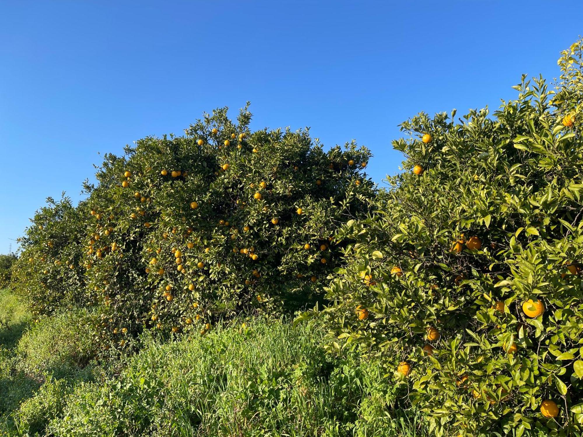 Orange Grove Casa de Férias *