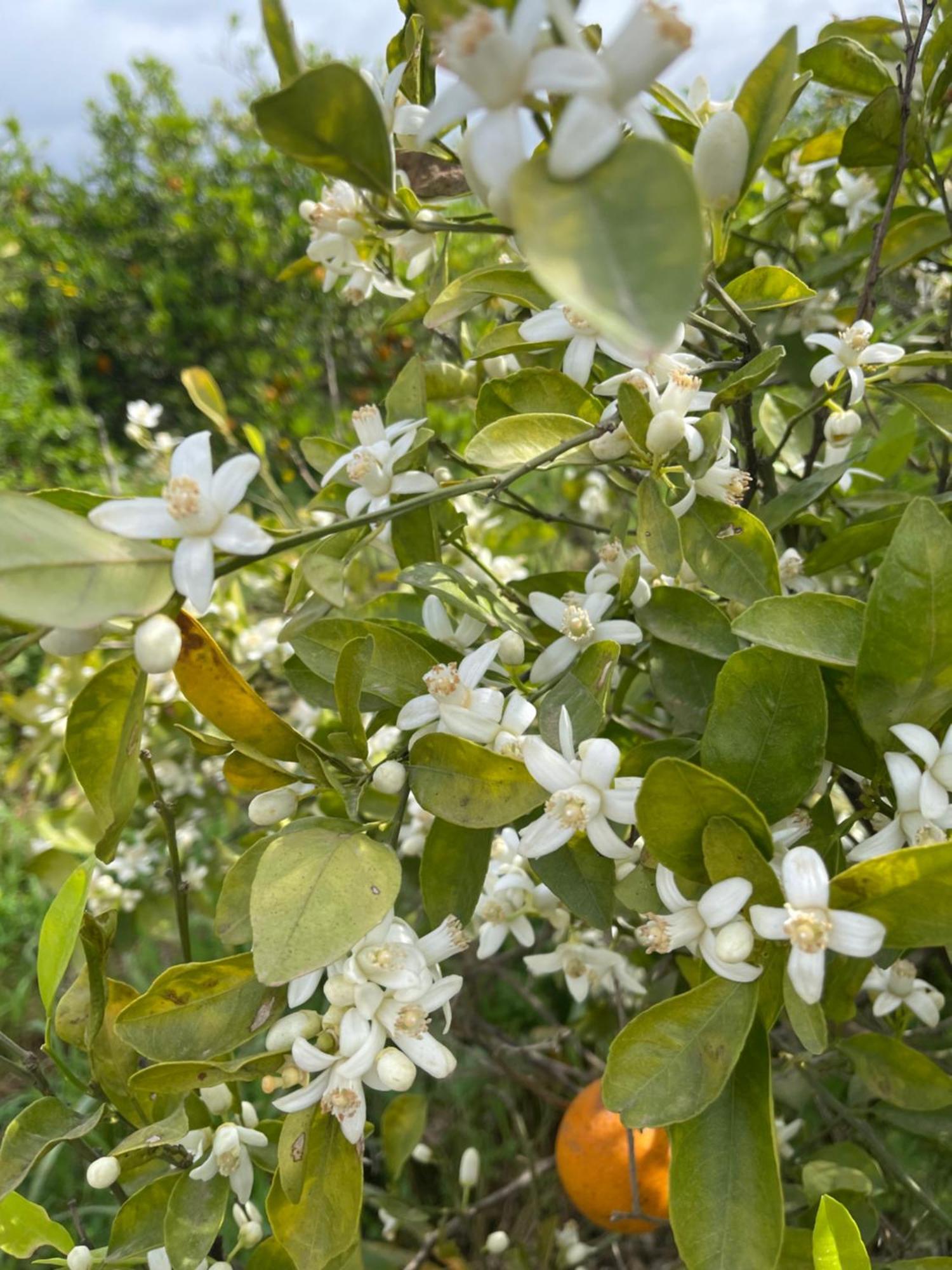 Orange Grove * Silves